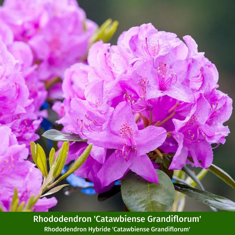 Rhododendronbeet "Pflegeleichte Blütenpracht im Schatten"