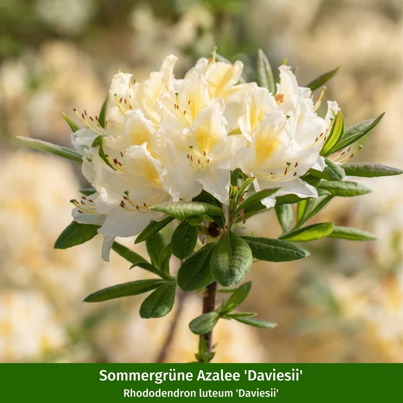 Rhododendronbeet "Pflegeleichte Blütenpracht im Schatten"
