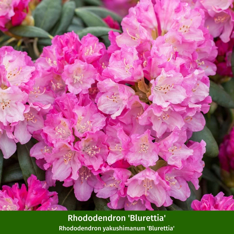 Rhododendronbeet "Pflegeleichte Blütenpracht im Schatten"
