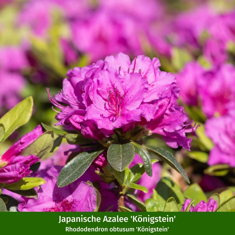 Rhododendronbeet "Pflegeleichte Blütenpracht im Schatten"