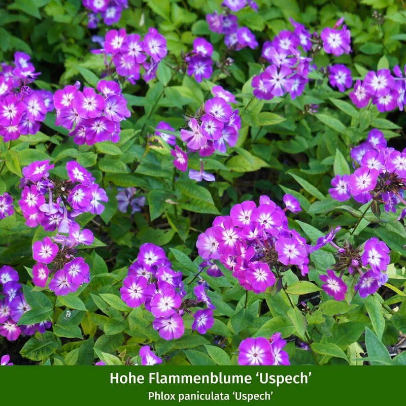 Pflanzen-Set "Blütenvielfalt für sonnige Vorgärten"