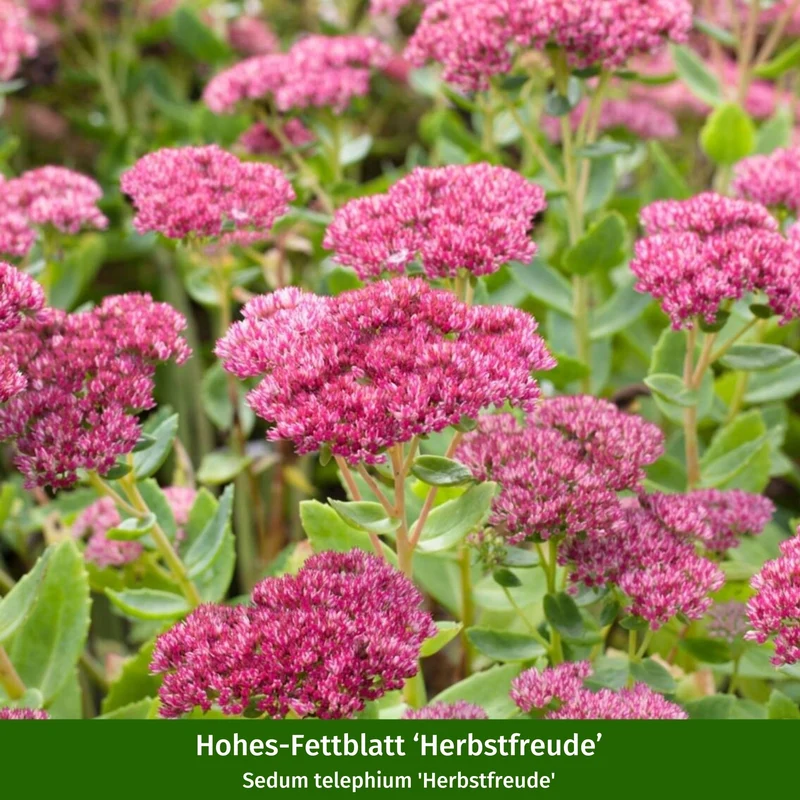 Staudenbeet "Klimafestes Blütenmeer"