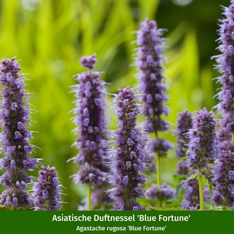 Staudenbeet "Streifenbeet als Duftoase"
