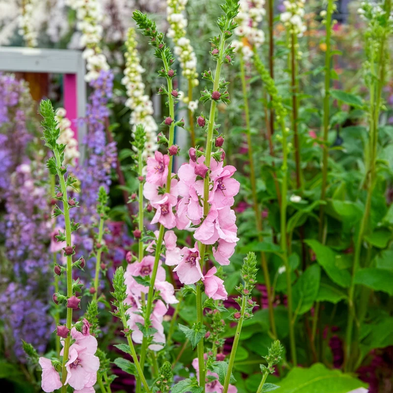 Königskerze Pink Domino
