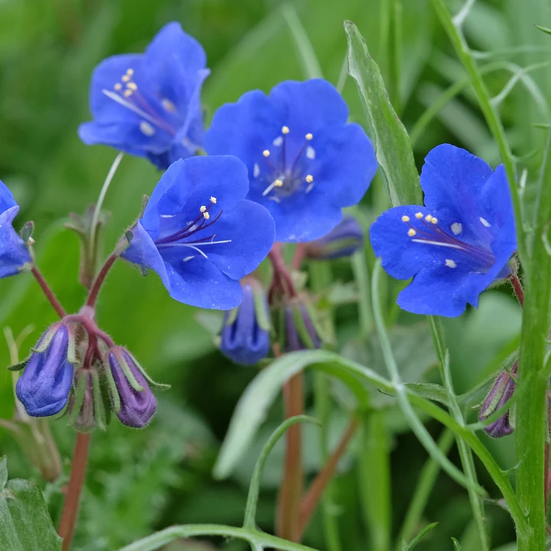 Glocken-Phazelie Blue Bell