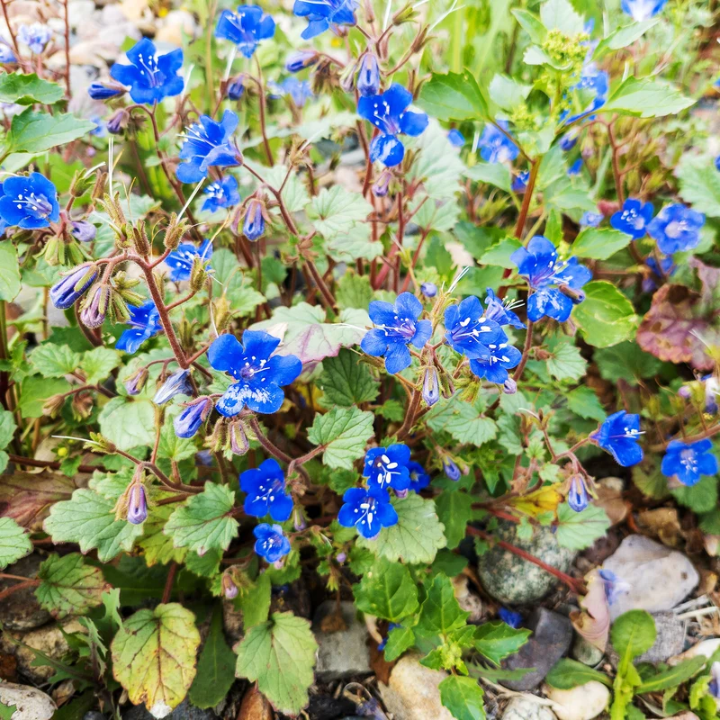 Glocken-Phazelie Blue Bell