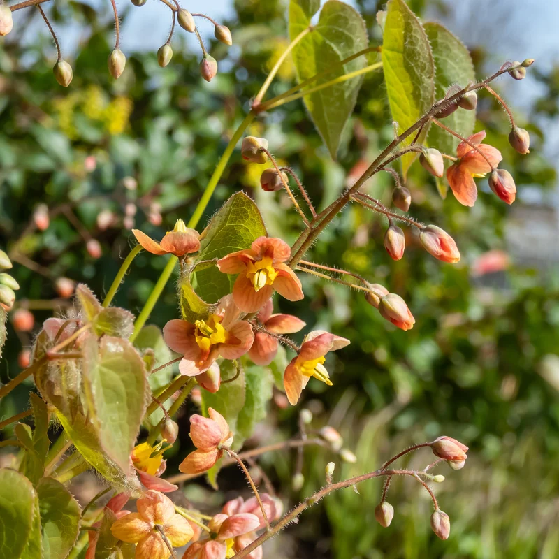 Warley-Elfenblume