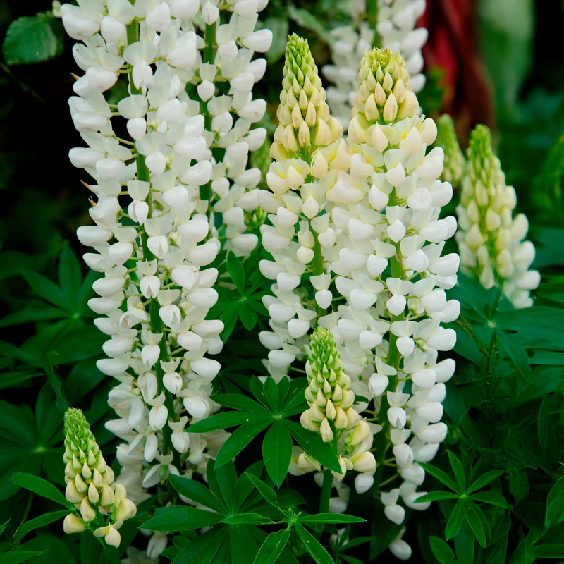 Lupine Noble Maiden