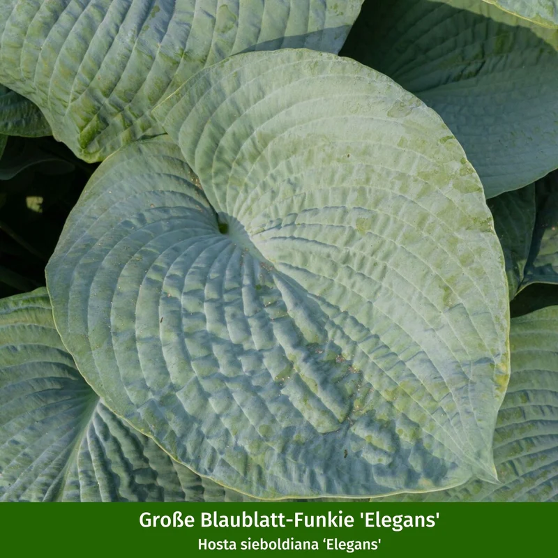 Staudenbeet "Schattenzauber"