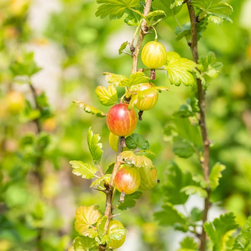 Bio Stachelbeere 'Mucurines' Halbstamm