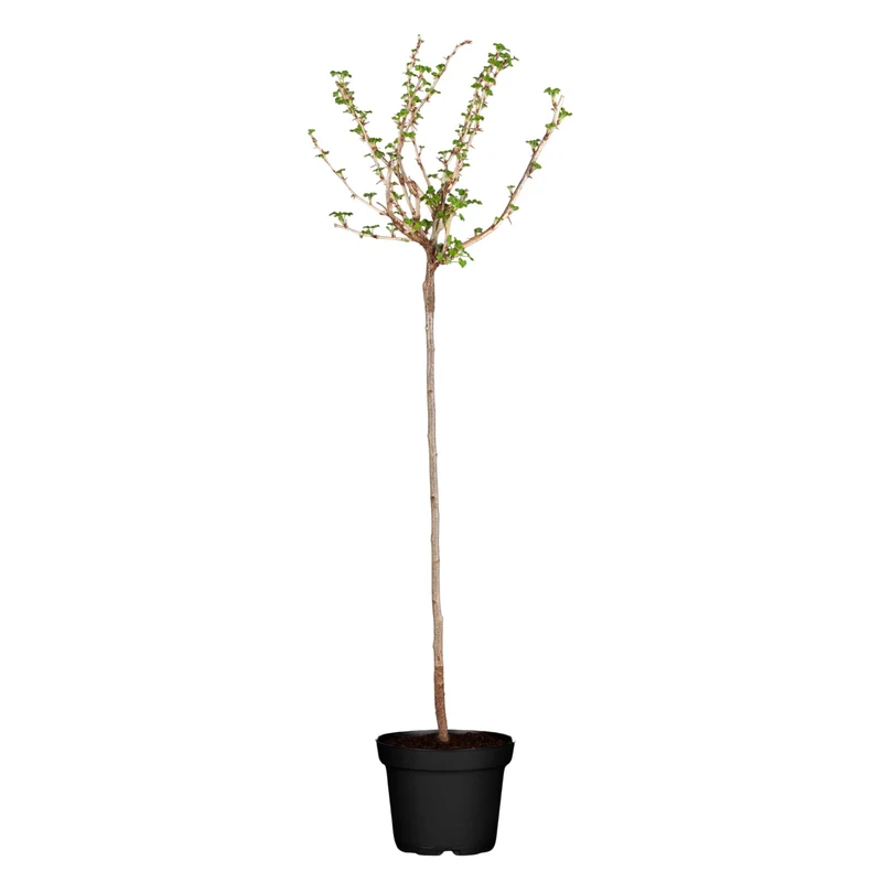 Bio Stachelbeere 'Hinnonmäki', Halbstamm