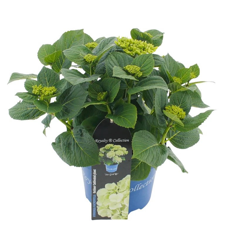 Bauernhortensie Royalty Collection® 'Ice Girl'