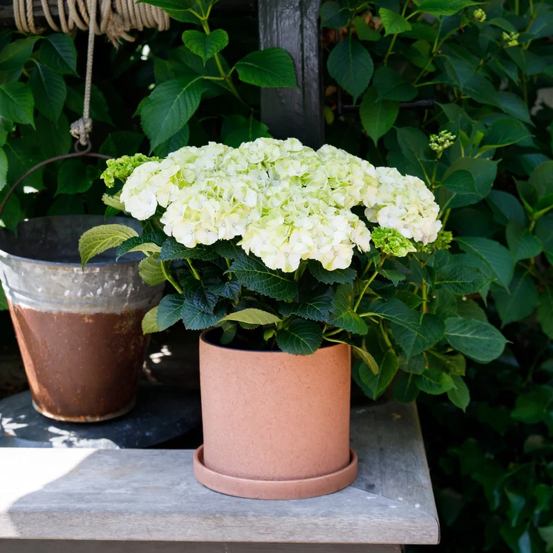 Bauernhortensie Royalty Collection® 'Ice Girl'