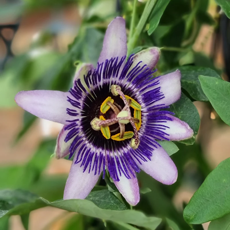 große Passionsblume Damsels Delight®