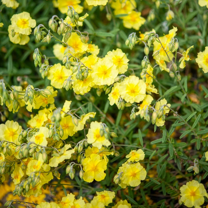 Sonnenröschen Wisley Primrose