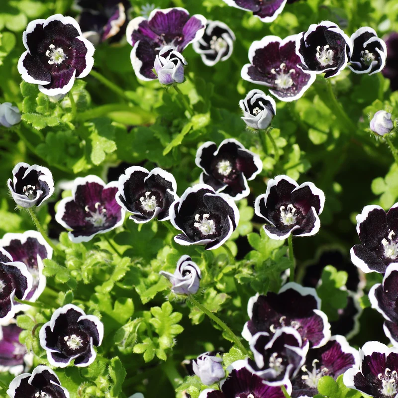Hainblume Penny Black