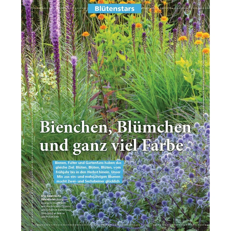 Zeitschrift Mein schöner Garten Spezial 'Beetideen' 02/26