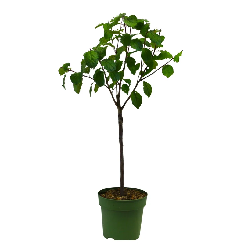 Bio Zwergpflaume Zwergenstar®