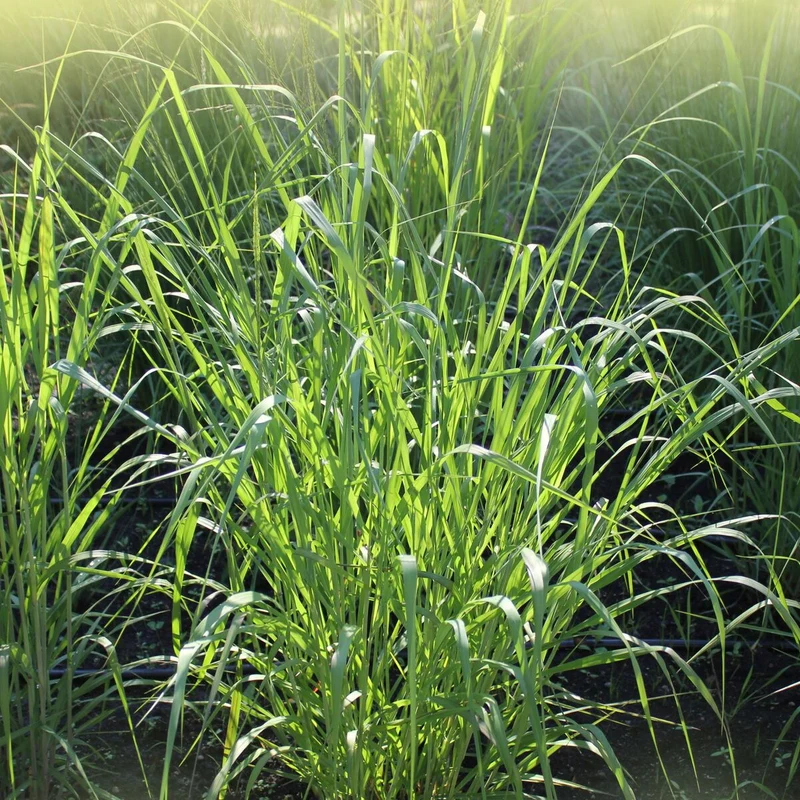 Rutenhirse 'Warrior'