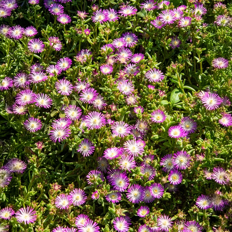 Mittagsblume Wheels of Wonder® Violet