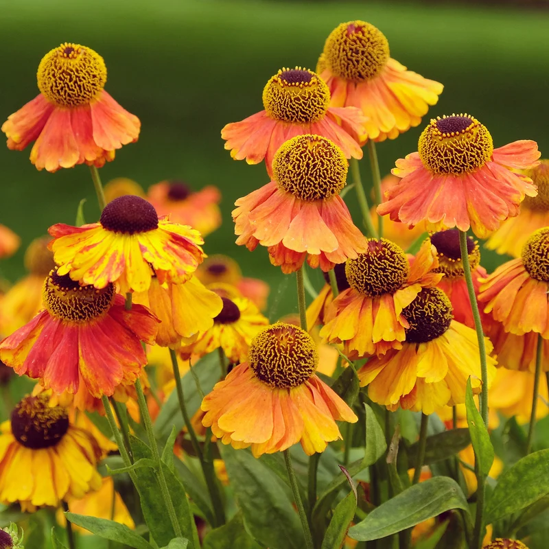 Sonnenbraut Sahins Early Flowerer ®