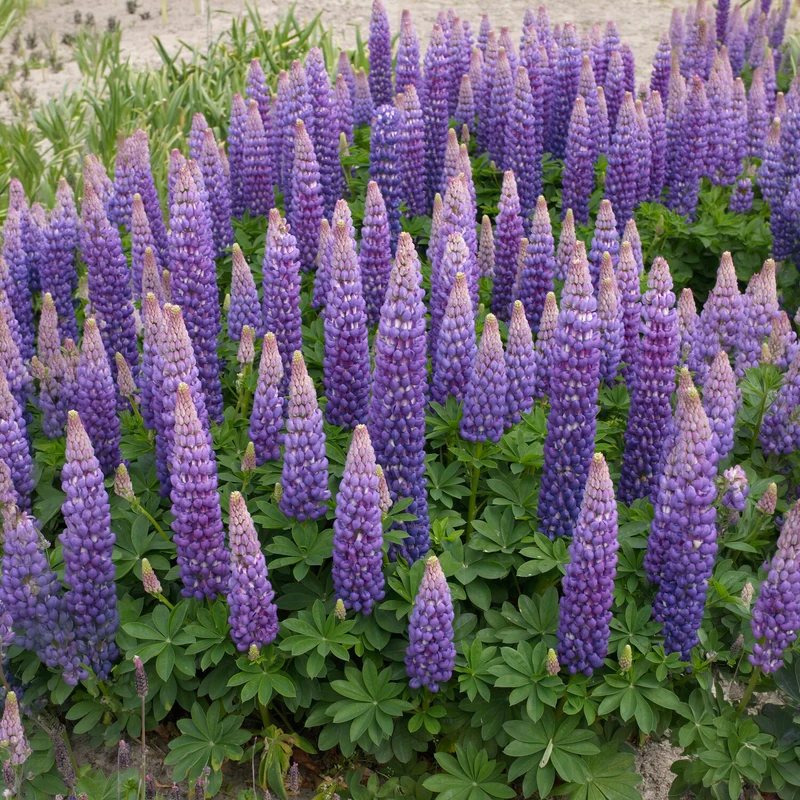 Lupine Persian Slipper