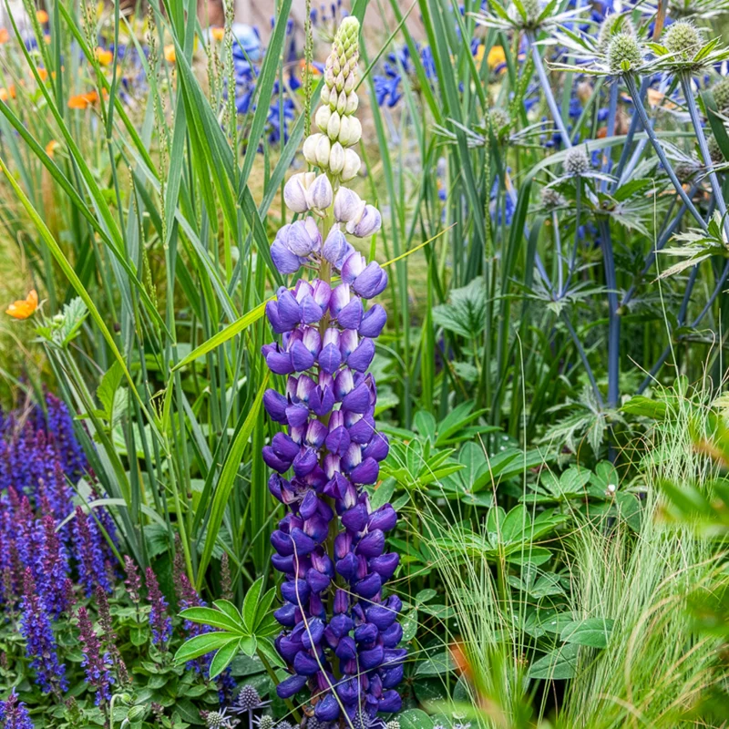 Lupine Persian Slipper