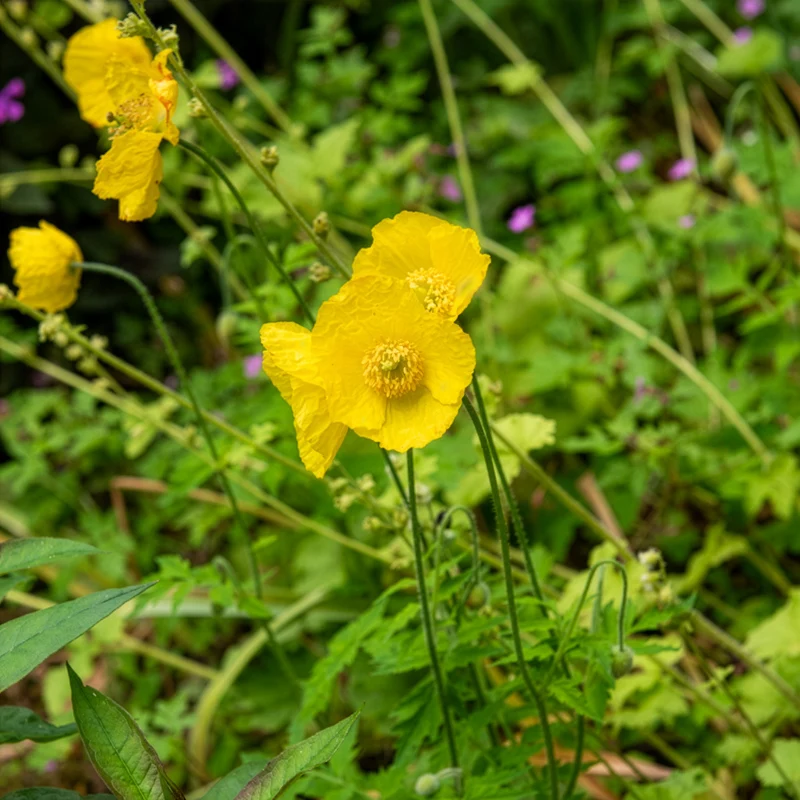 Kambrischer Scheinmohn