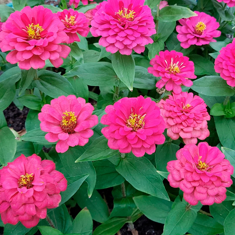 Fuchsiafarbene Zinnie