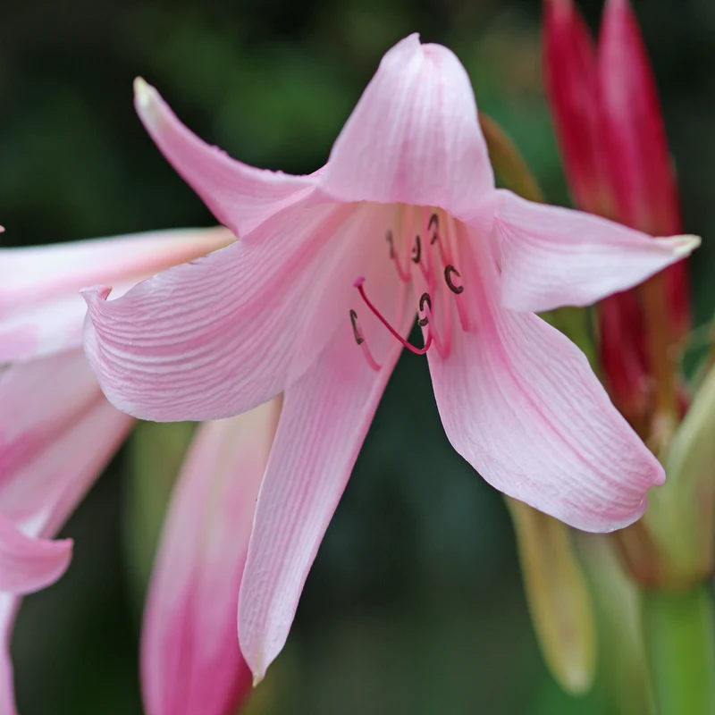 Hakenlilie Rosea