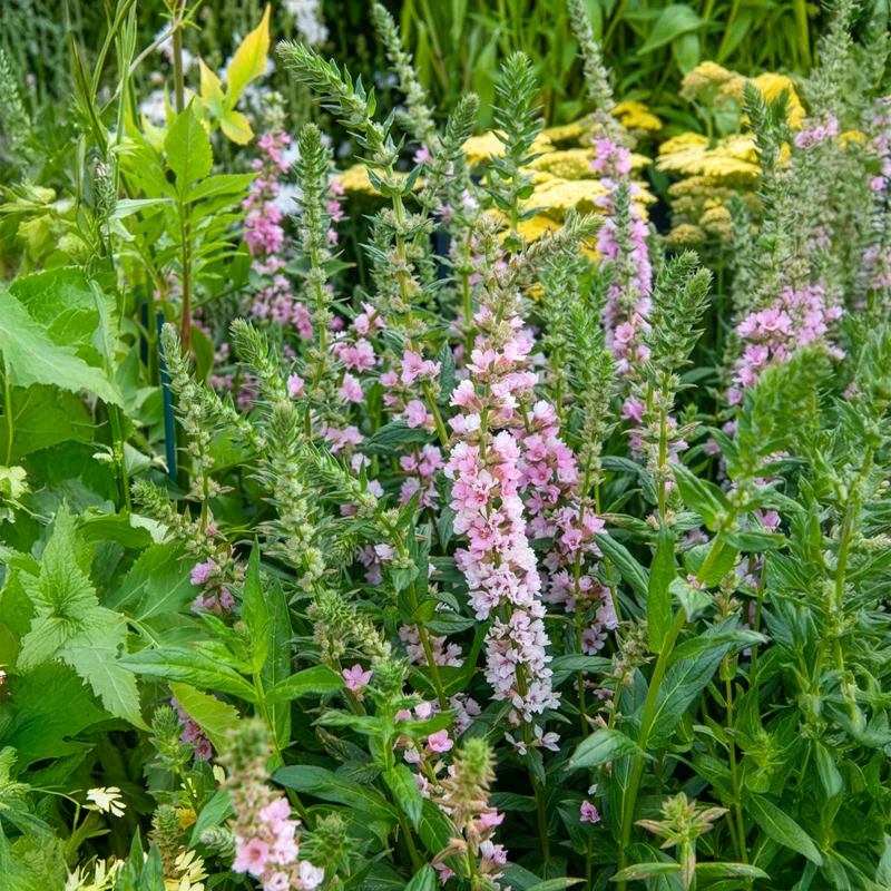 Blut-Weiderich Blush