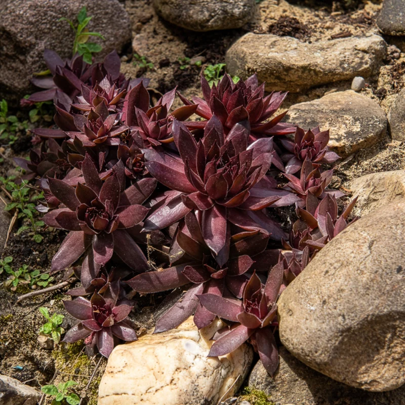 Sempervivum Chick Charms ® Chocolate Kiss