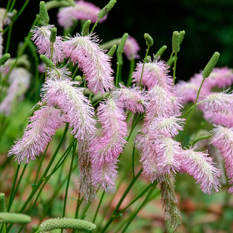 Koreanischer Wiesenknopf Pink Brushes