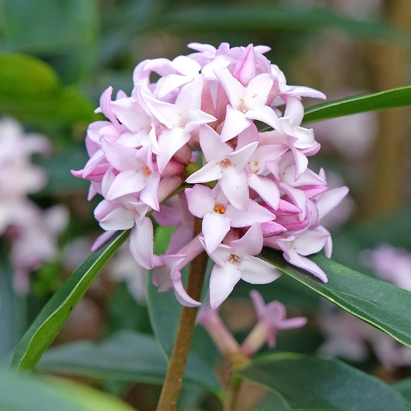Seidelbast Spring Beauty