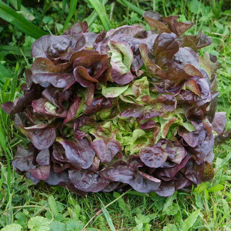 Pflücksalat Bocado