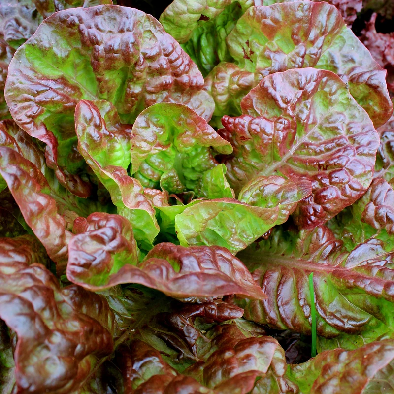 Pflücksalat Bocado