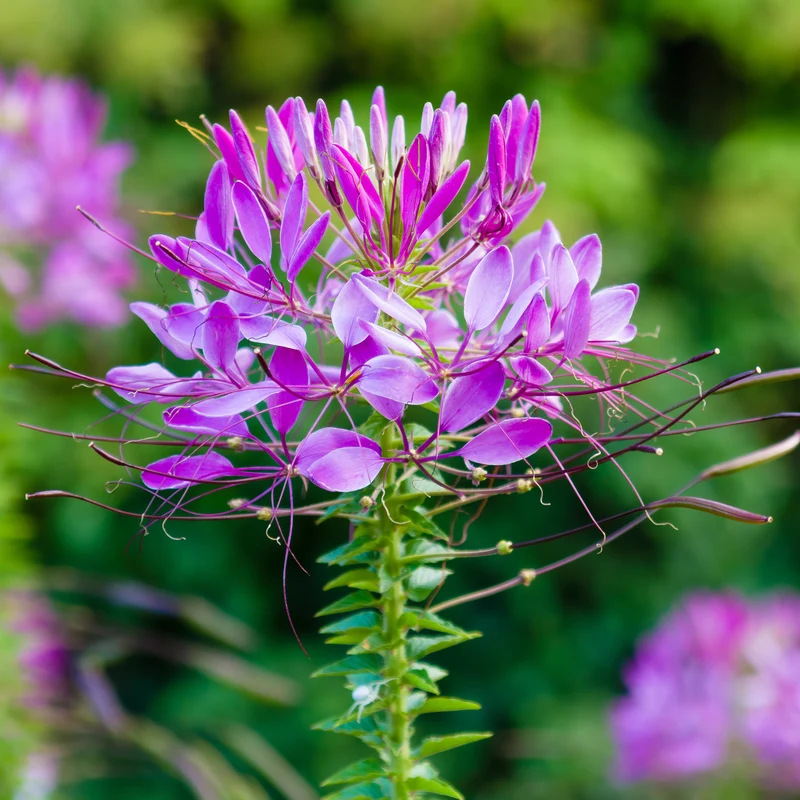 Spinnenblume Violet Queen