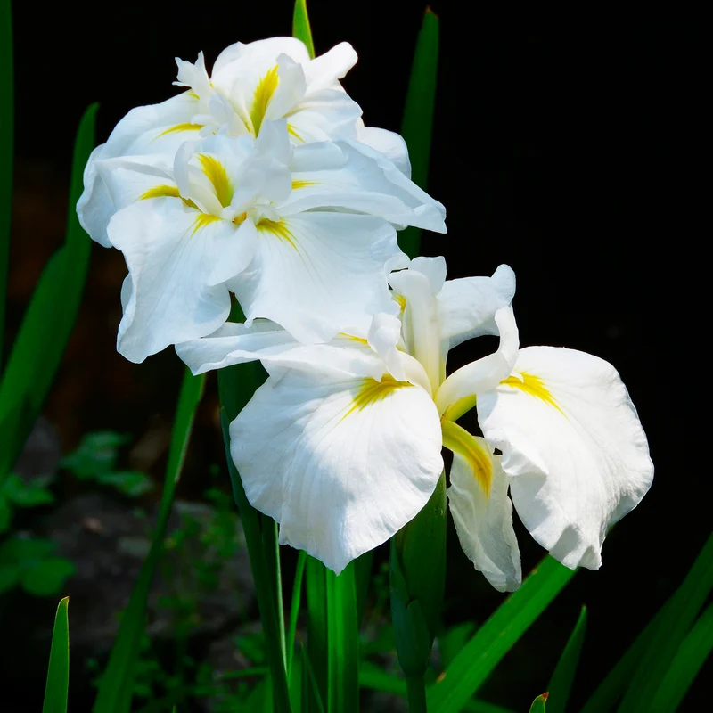 Japanische Sumpf-Schwertlilie White Ladies