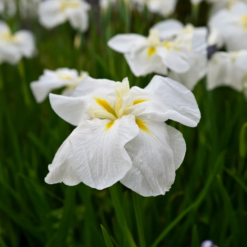 Japanische Sumpf-Schwertlilie White Ladies