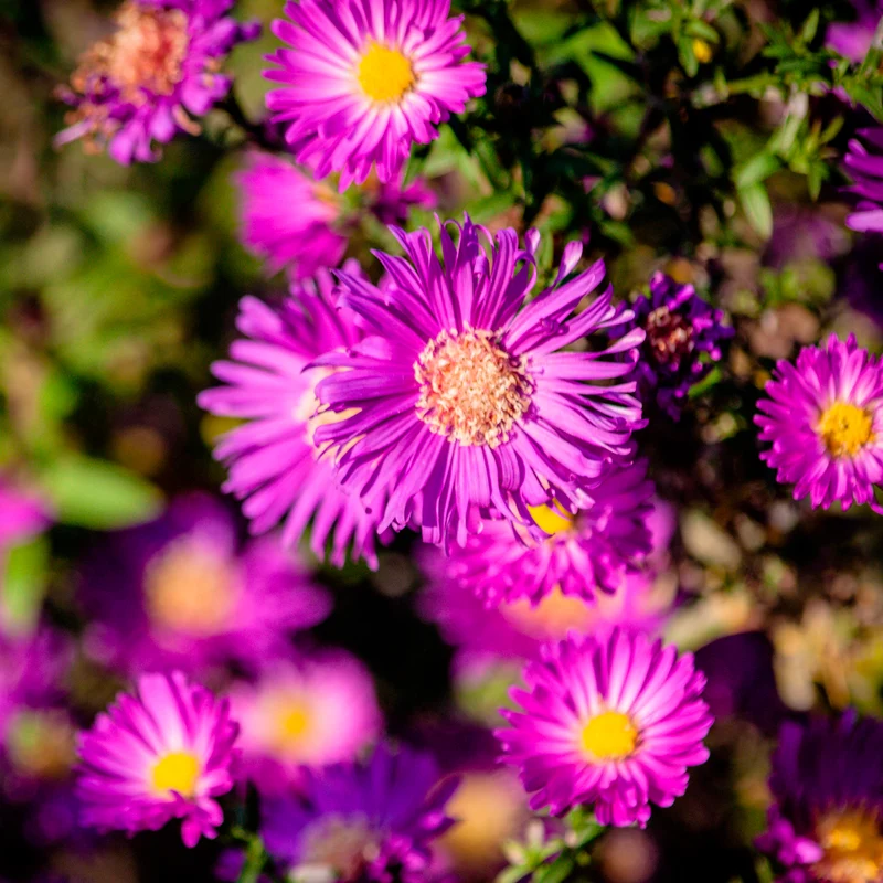Garten-Kissen-Aster Anneke