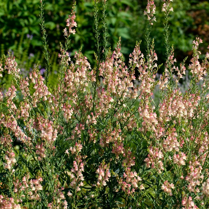 Purpurblütiges Leinkraut Peachy