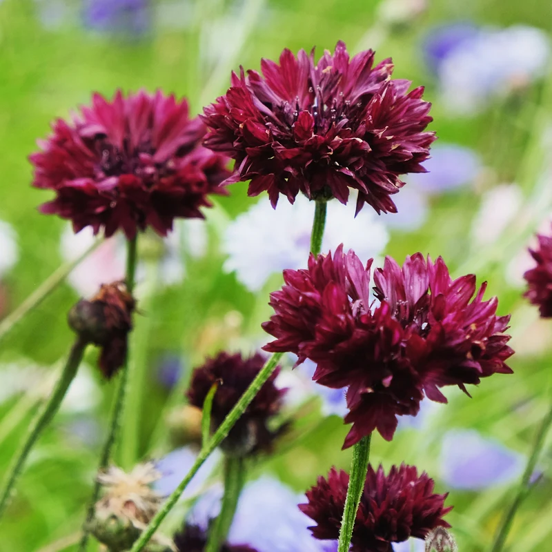 Kornblume Black Ball