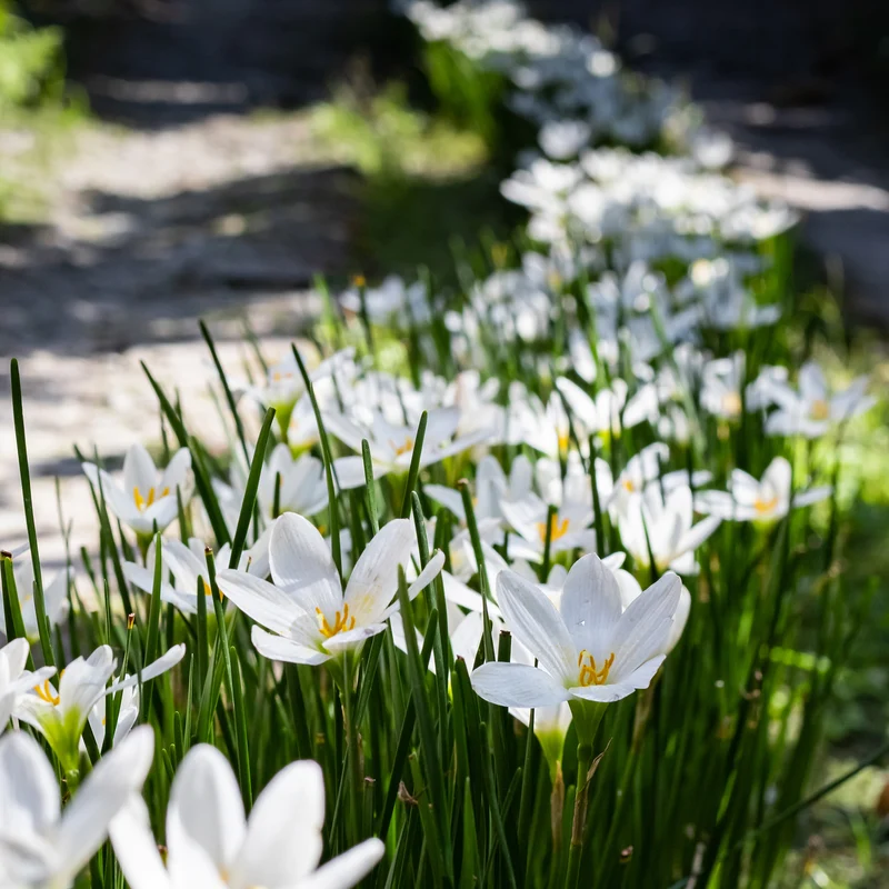 Weisse Windblume