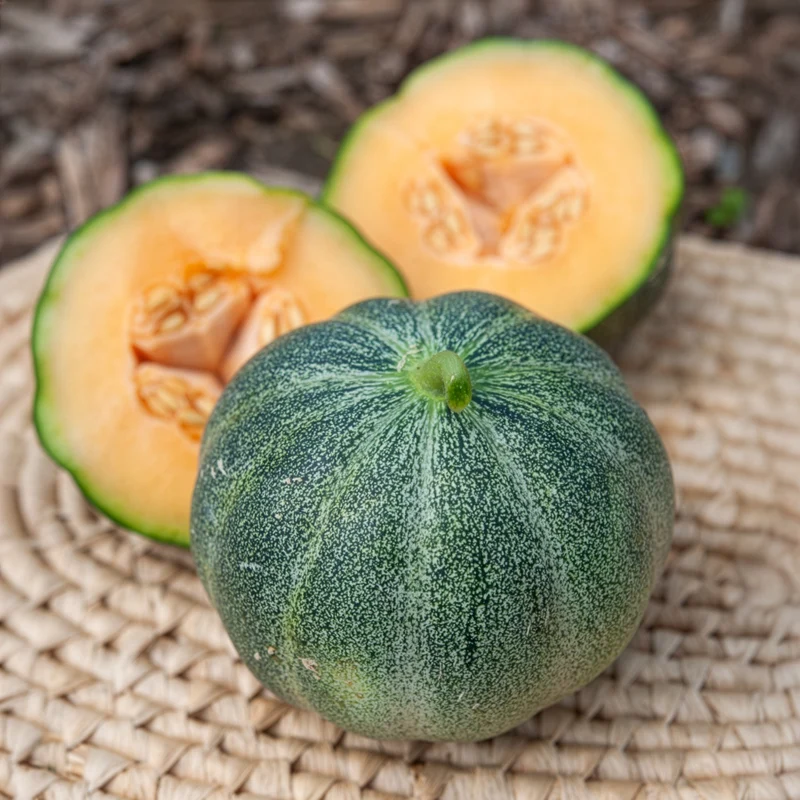 Honigmelone Petit Gris de Rennes
