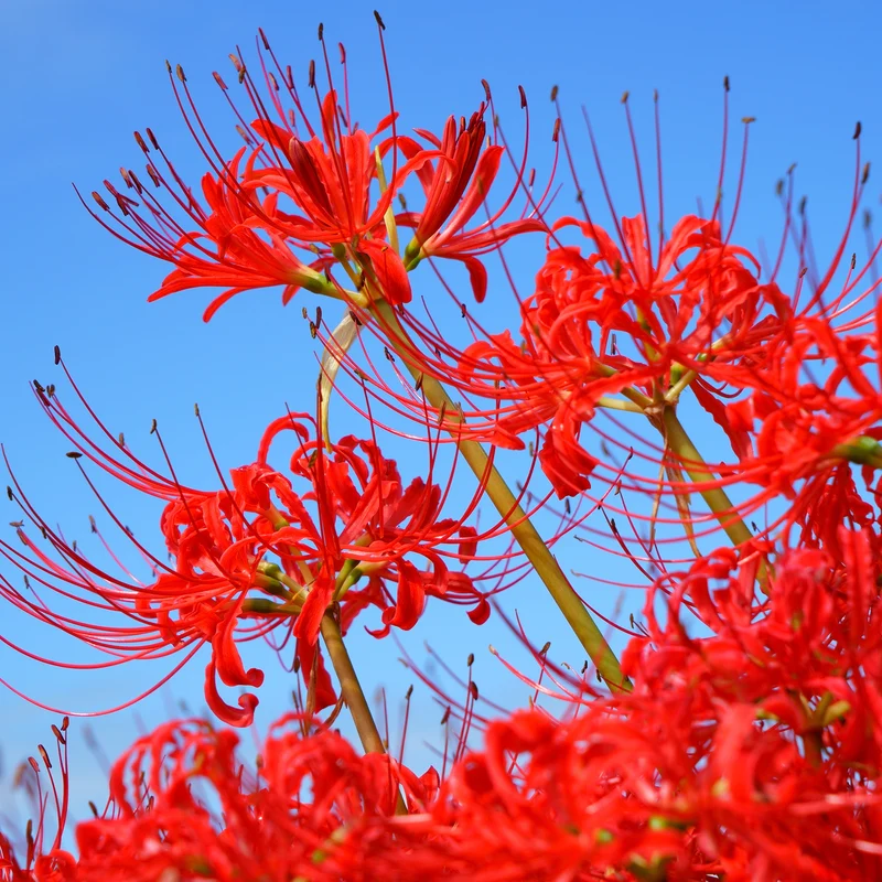 Rote Spinnenlilie