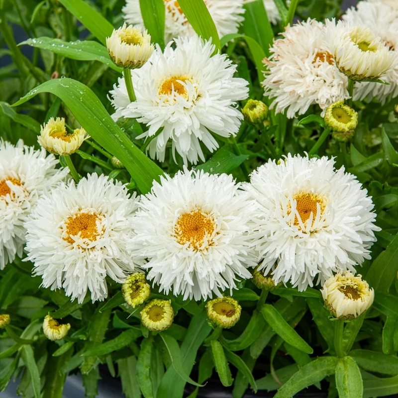 Großblumige Margerite Laspider