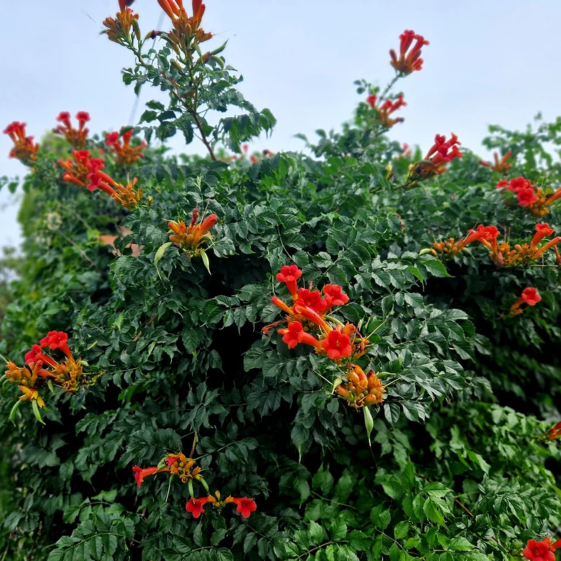 Trompetenblume EBONY & RED (Mincamroug)