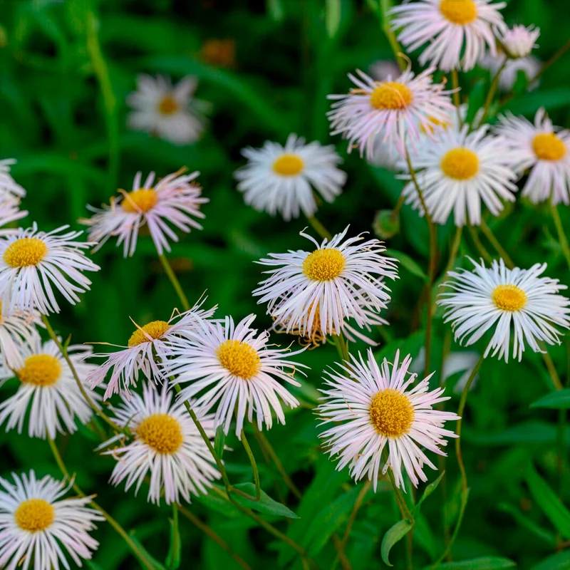 Feinstrahl Sommerneuschnee