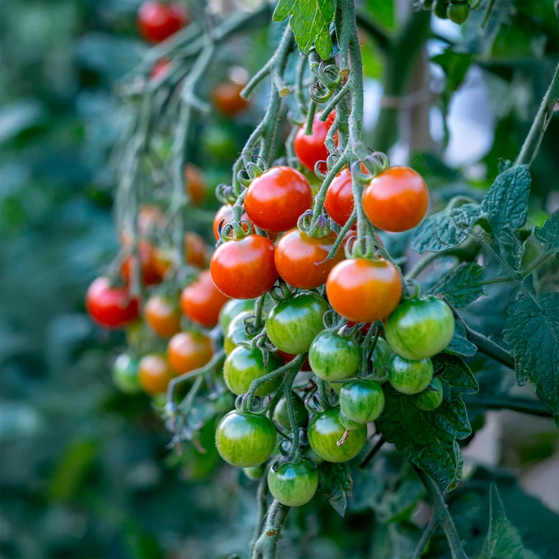 Tomate Gardeners Delight