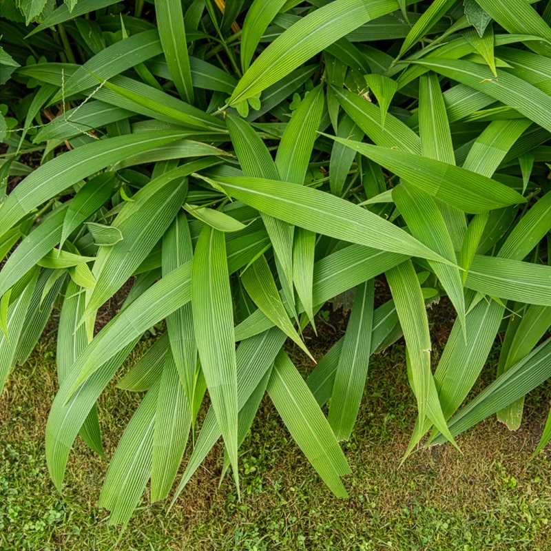 Palmen-Gras
